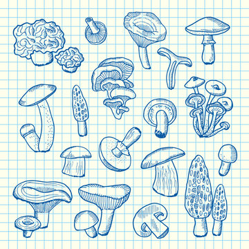 Vector hand drawn mushrooms on cell sheet illustration
