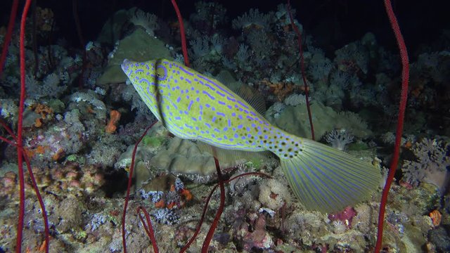 Scrawled filefish change color and texture at night. Colorful fish camouflage,