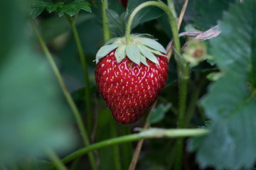 Strawberry fruit on a plant in my garden 