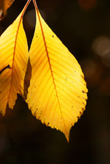 Glowing Yellow Leaf with Dark Background