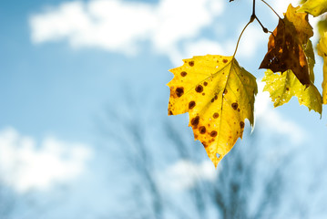 Maple Leaf Against Blue Sky