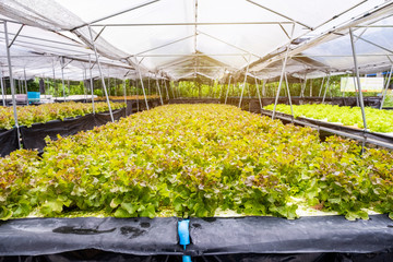 Farming organic plant green oak lettuce in plantation