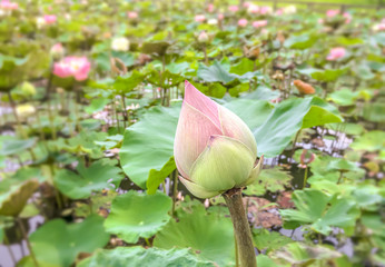 Lotus bud, Lotus field, Beauty flower lotus in water.