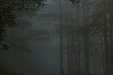 Gloomy, spooky trees standing in the fog or mist.
