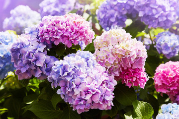 Pink, blue, lilac, violet, purple Hydrangea flower (Hydrangea macrophylla)  blooming in spring and summer in a garden. Hydrangea macrophylla - Beautiful bush of hortensia flowers