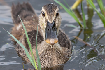 The baby birds of Grey duck in the Toneri park in Tokyo, Japan / Toneri park is a public park in Tokyo