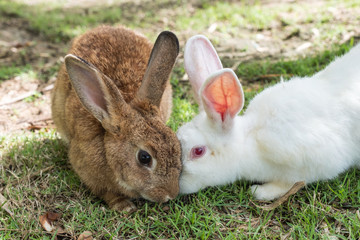 Two adorable Rabbit brown and white a friendly with kniff kiss on lawn