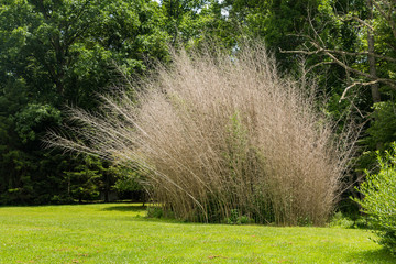 A clump of brown, dry bamboo on green grass in front of trees.