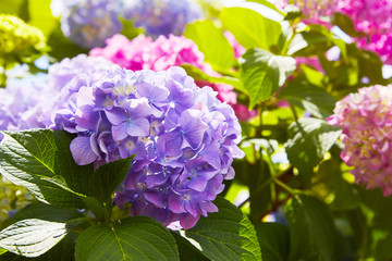 Pink, blue, lilac, violet, purple Hydrangea flower (Hydrangea macrophylla)  blooming in spring and summer in a garden. Hydrangea macrophylla - Beautiful bush of hortensia flowers