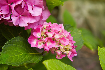 Pink Hydrangea flower (Hydrangea macrophylla)  blooming in spring and summer in a garden. Hydrangea macrophylla - Beautiful bush of hortensia flowers