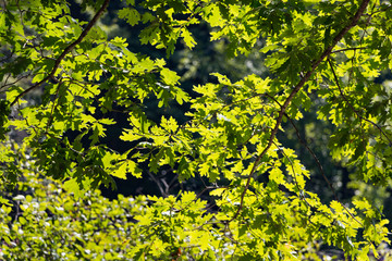 Oak tree branches with green leaves in the sunlight.