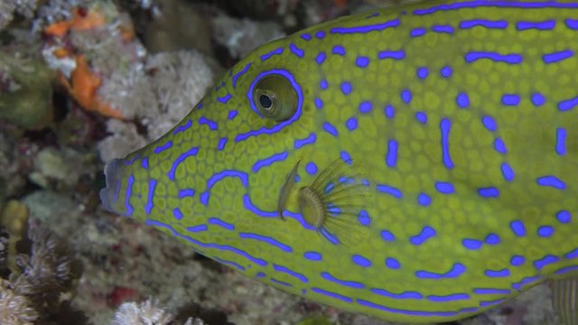 Scrawled filefish close up at night. Aluterus scriptus. Red sea