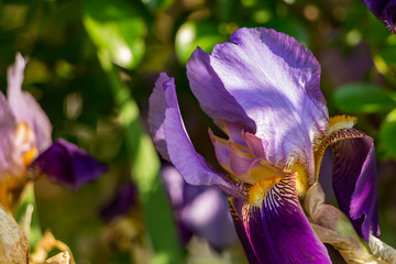 Purple Iris cloe up in the sunlight with green leaves around it.