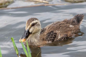 The baby birds of Grey duck in the Toneri park in Tokyo, Japan / Toneri park is a public park in Tokyo