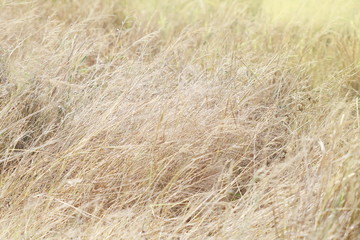 brown dry grass field for background, vintage and retro style