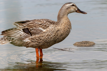 The baby birds of Grey duck in the Toneri park in Tokyo, Japan / Toneri park is a public park in Tokyo