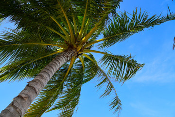 Green coconut against blue sky