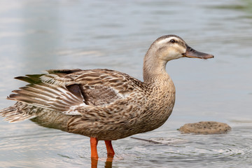 The baby birds of Grey duck in the Toneri park in Tokyo, Japan / Toneri park is a public park in Tokyo