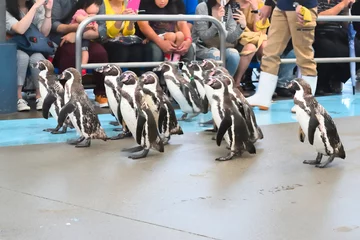 Cercles muraux Pingouin ペンギンの散歩  