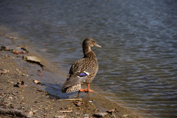Duck