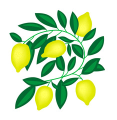 yellow lemons on green branch