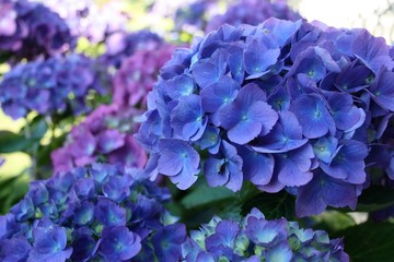 Hydrangea