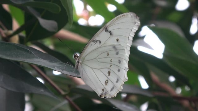 Beautiful large White butterfly with dark eye spots on wings. Morpho polyphemus