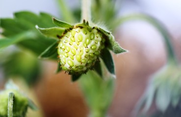 Strawberry close up