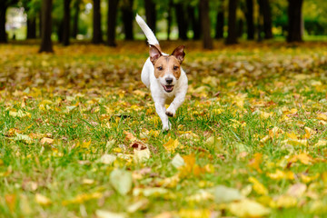 Happy dog walking and playing at fall (autumn) park on colorful leaves
