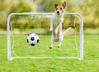 Upset goalkeeper conceded goal and lost football (soccer) match