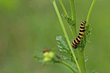 Raupe des Jakobskrautbären (Tyria jacobaeae) an Jakobskreuzkraut (Senecio jacobaea)
