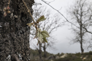 First green leaves of spring after a harsh winter