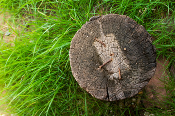 Hammering nails on a log in gardejn.
