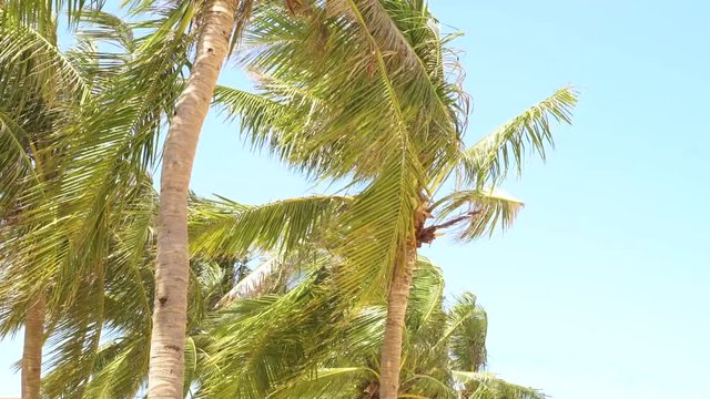 Beautiful palm trees on tropical island in ocean. Summer landscape coconut palm trees on sea beach on blue sky bckground.