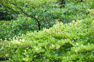 fresh morning tree, green leaves, rain water forest