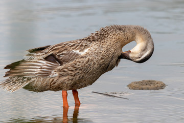The baby birds of Grey duck in the Toneri park in Tokyo, Japan / Toneri park is a public park in Tokyo