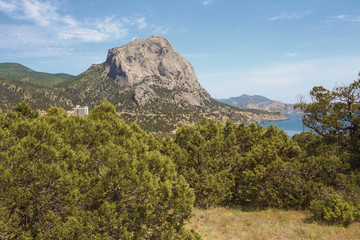 Juniper grove in the mountains, a natural Park on the black sea coast.Crimea.