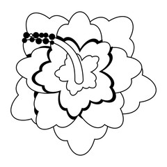 Beautiful flowers isolated vector illustration graphic design