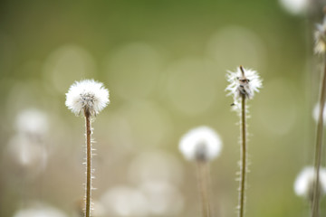 Dandelion fluffy seeds