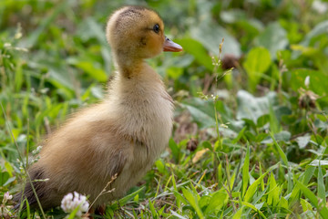 Obraz premium The baby birds of Grey duck in the Toneri park in Tokyo, Japan / Toneri park is a public park in Tokyo