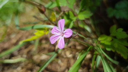 Rosa Wiesen Bl&uuml;te