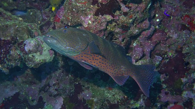 Cleaner wrasse fish cleaning the Red sea coral grouper at cleaning station