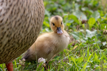 The baby birds of Grey duck in the Toneri park in Tokyo, Japan / Toneri park is a public park in Tokyo