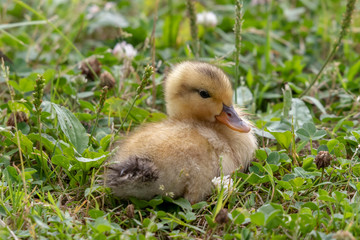 The baby birds of Grey duck in the Toneri park in Tokyo, Japan / Toneri park is a public park in Tokyo