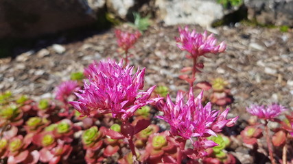 Bl&uuml;hende Steinpflanze