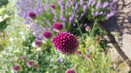 Lila bl&uuml;te in knospen form