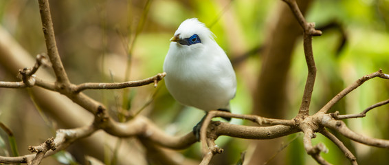 Bali myna bird