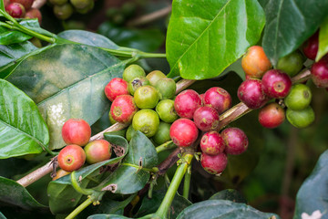 Fresh coffee beans on coffee tree