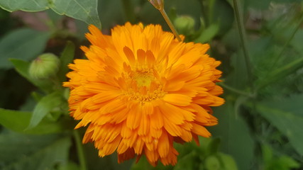 Ringelblume