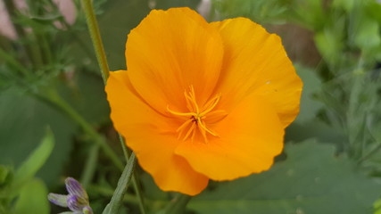 Orange Blüte